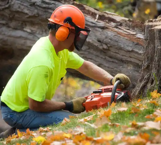 tree services Lavallette